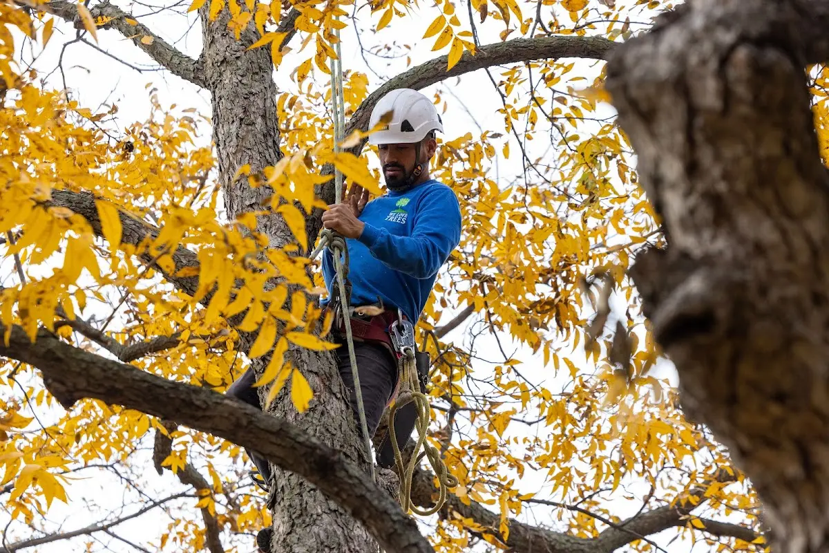 Skilled Tree Pruning crew working in Palmyra