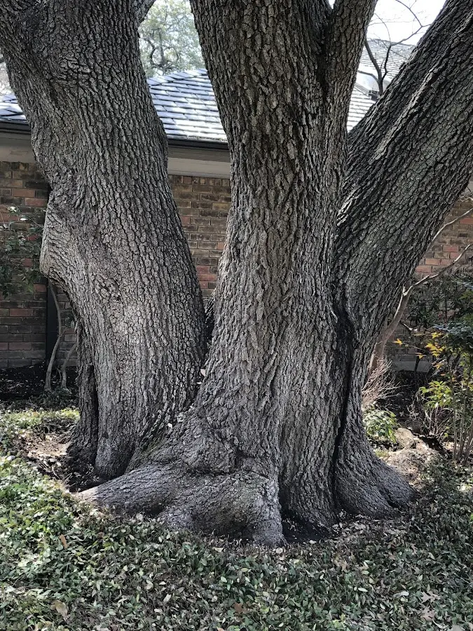 Mature heritage tree close to a Palmyra property cared for by certified arborists